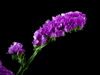 violet statice flower