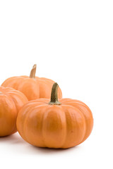 Fresh pumpkins isolated on white.  For Halloween, thanksgiving.