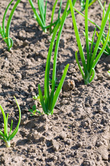 view of chive on the field.plantation onions