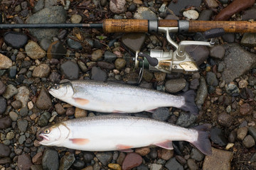 Spinning and caught trout