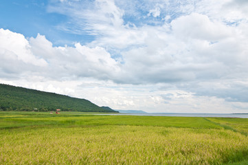 Obraz premium Thai rice field on the lake bank