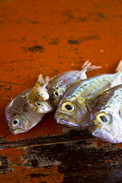 ponyfish