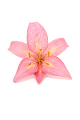 Fototapeta na wymiar Beautiful Pink Lily Isolated on White Background
