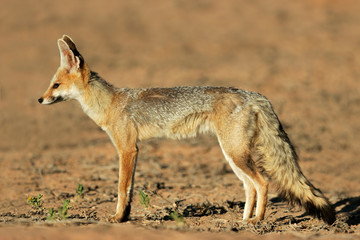 Cape fox (Vulpes chama), Kalahari desert, South Africa