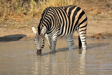 Fototapeta na wymiar Plains Zebra pitnej (Burchell)