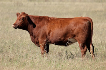Red angus cow on pasture