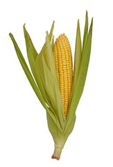 corn cob © conzorb