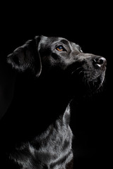 Black labrador