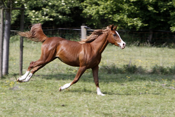 Fototapeta premium Galoppierender Araber auf einer Weide
