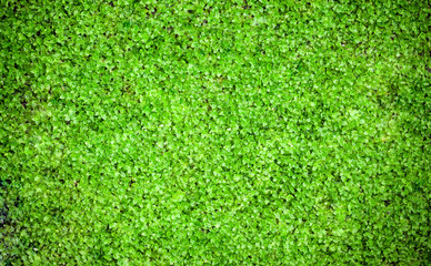 Fototapeta premium moss wall