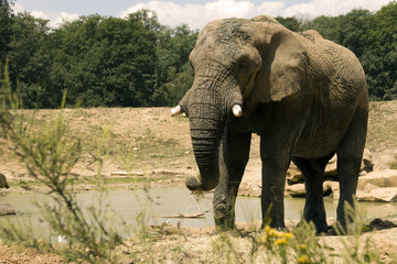 Elephant