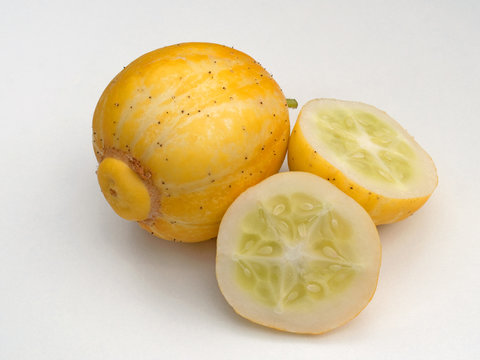 Zitronengurken - Cucumis sativus