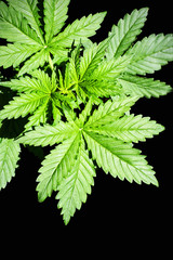 Marijuana leaves