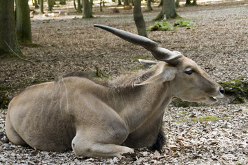 oryx