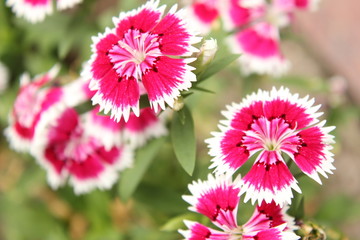 Obraz premium ナデシコ