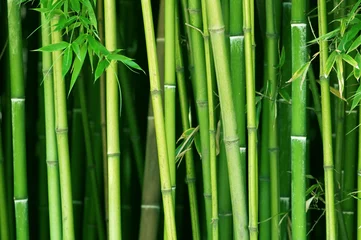 Printed roller blinds Bamboo bamboo