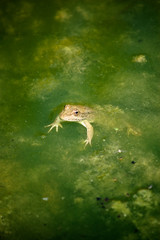 A green frog in a green creek