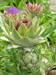 artichokes - stages of growth