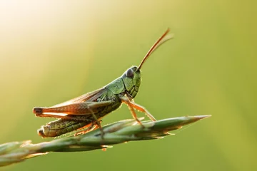 Foto op Plexiglas grasshopper © Ivan Kmit