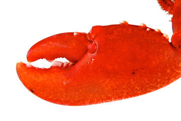 pince de homard breton