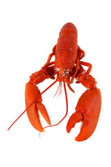 crustacé homard breton