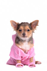 Chihuahua puppy after the bath wearing bathrobe and slippers
