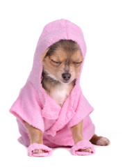 Chihuahua dog after the bath dressed with bathrobe and slippers