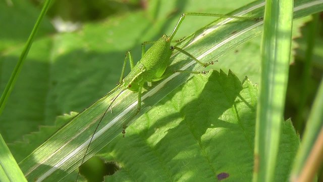 Punktierte Zartschrecke - Leptophyes punctatissima