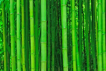 Stickers pour porte Bambou bambou clair