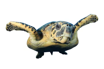 Wall murals Tortoise Sea Turtle isolated on white background