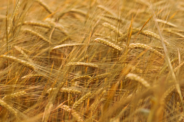 wheat