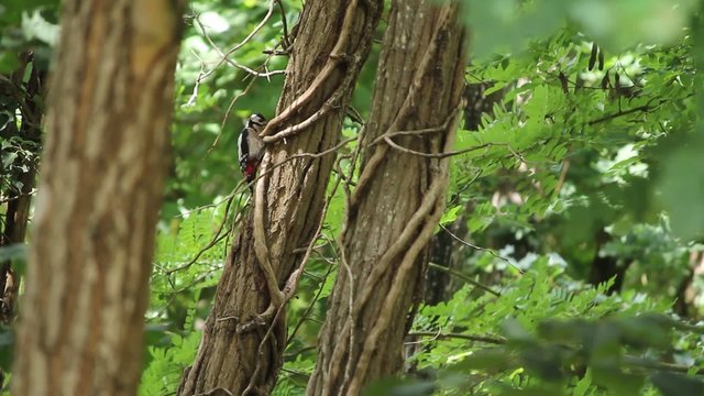 Pic &eacute;peiche dans un acacia