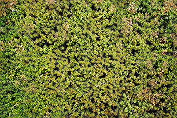 sedum