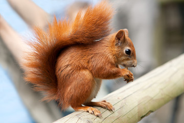 red squirrel on beam