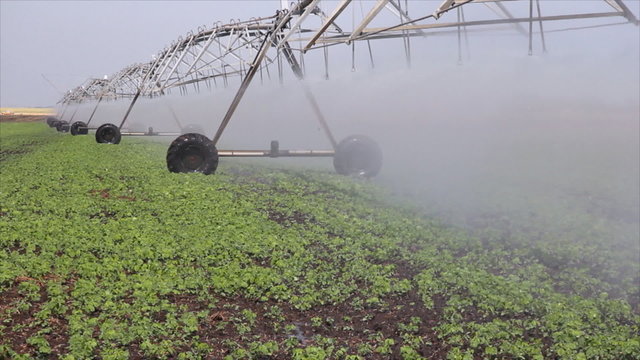 Irrigation of soybean in the field