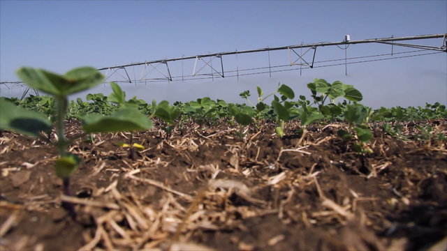 Irrigation of soybean in the field