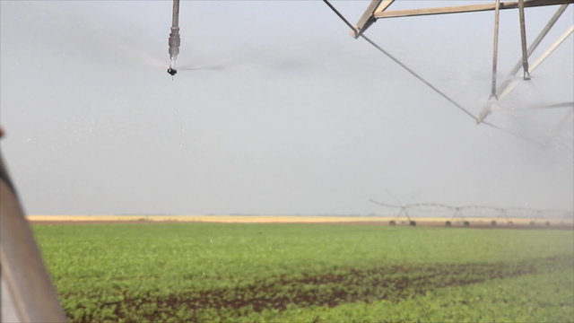 Irrigation of soybean in the field