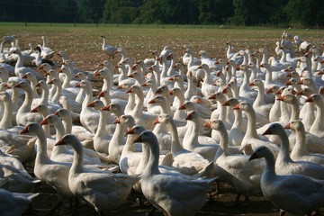 Gänse © Tanja Naturfoto