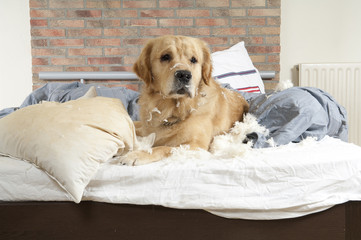 Dog demolishes pillow