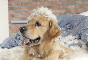 Dog demolishes pillow