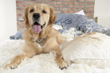 Dog demolishes pillow
