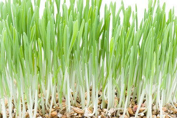 Fototapeta na wymiar green grass on white