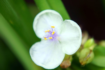 ムラサキツユクサの花