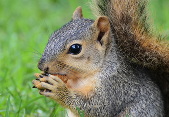 squirrel eating peanut