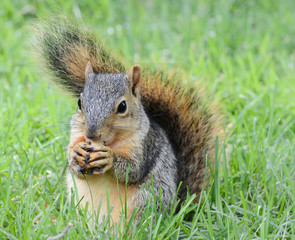 squirrel eating peanut