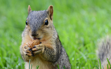 Naklejka na ściany i meble squirrel eating peanut