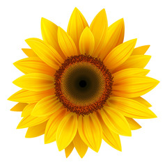 Sunflower isolated, vector.