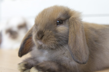 Lop eared rabbit