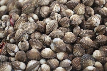 cockle at a market