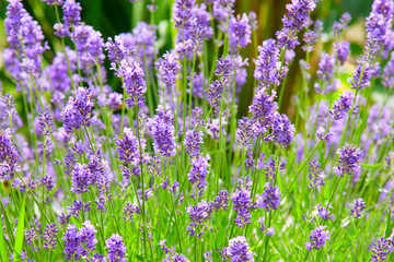 Obraz premium lavender